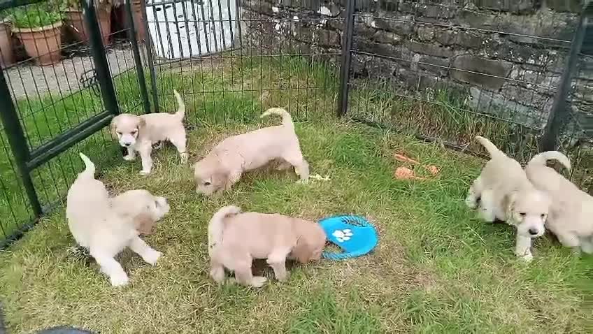 Cockapoo dogs for sale: ⭐️VERY RARE TOY Cockapoo Puppies⭐️🐶 - Video 1