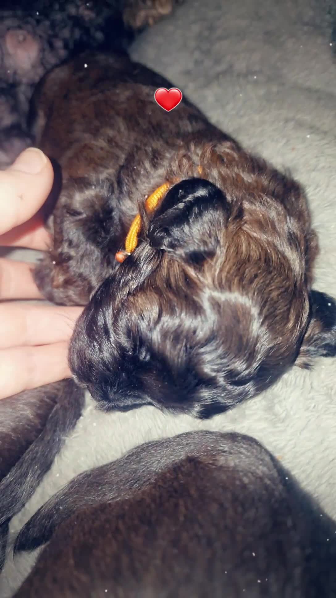 Mixed Breed dogs for sale: Floodle  - Video 2