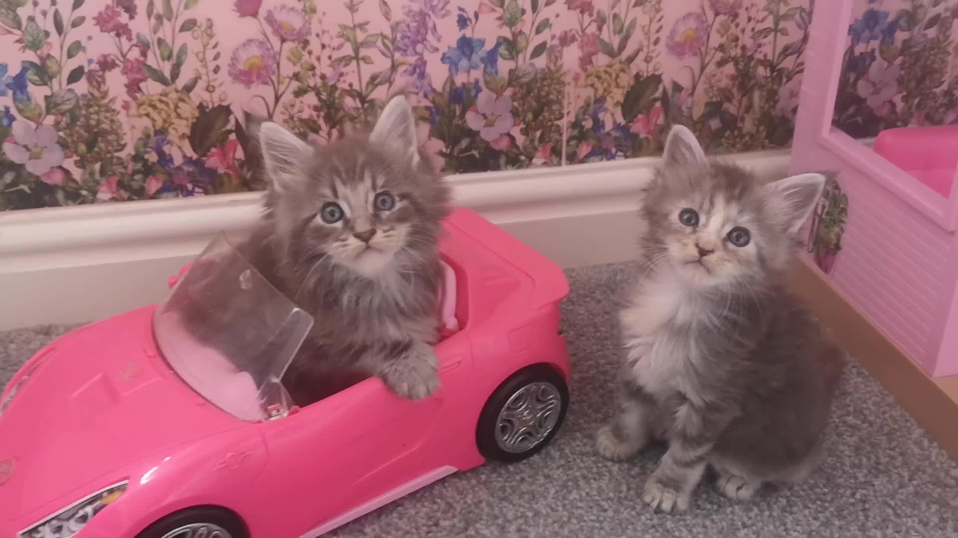 Maine Coon cats for sale: Maine Coon Kittens Parents Fully Health Tested - Video 4