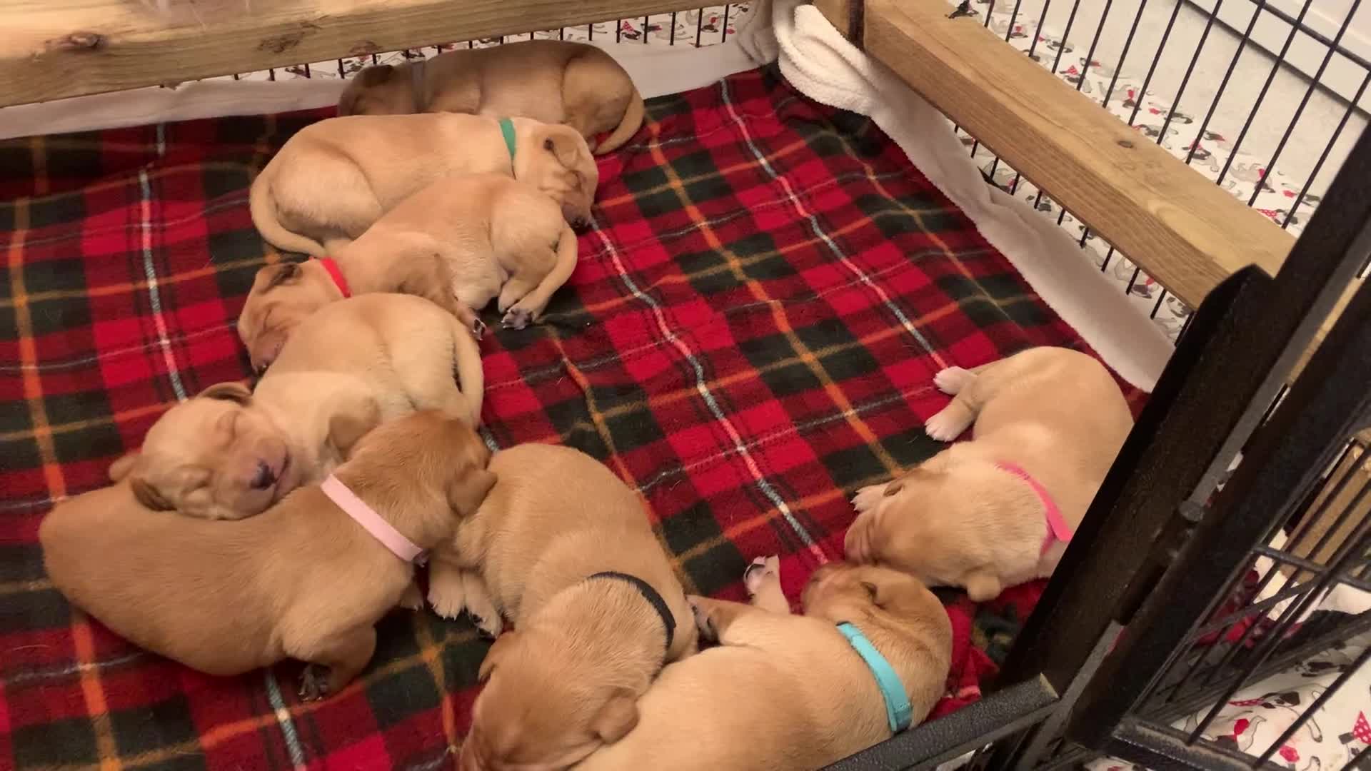 Labrador Retriever dogs for sale: ✨ Stunning 5 Male & 3 Female Fox Red Lab Puppies - Video 2