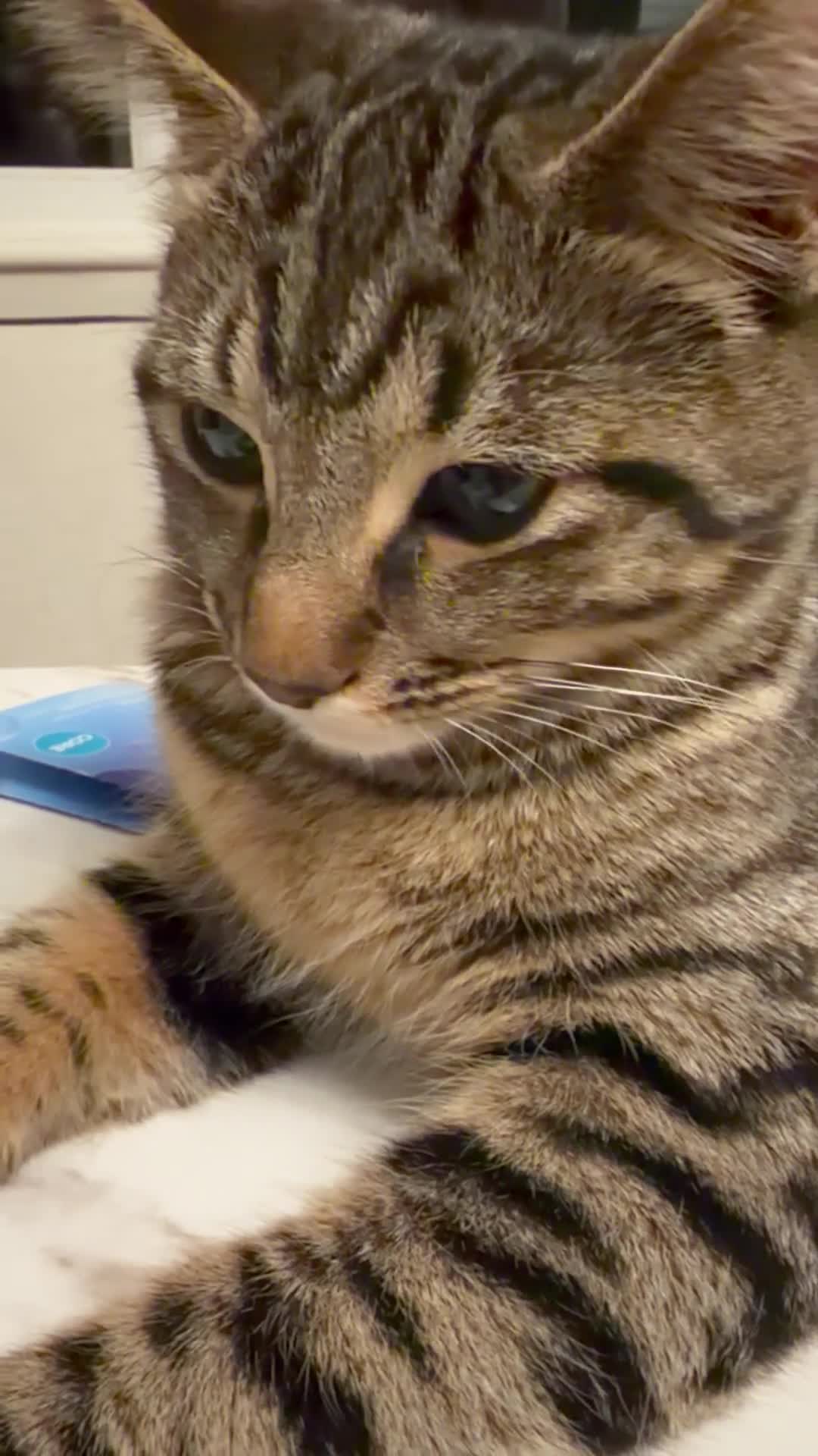Domestic Shorthair cats for sale: Domestic short hair cat for sale.  in Brierley Hill - Video 1