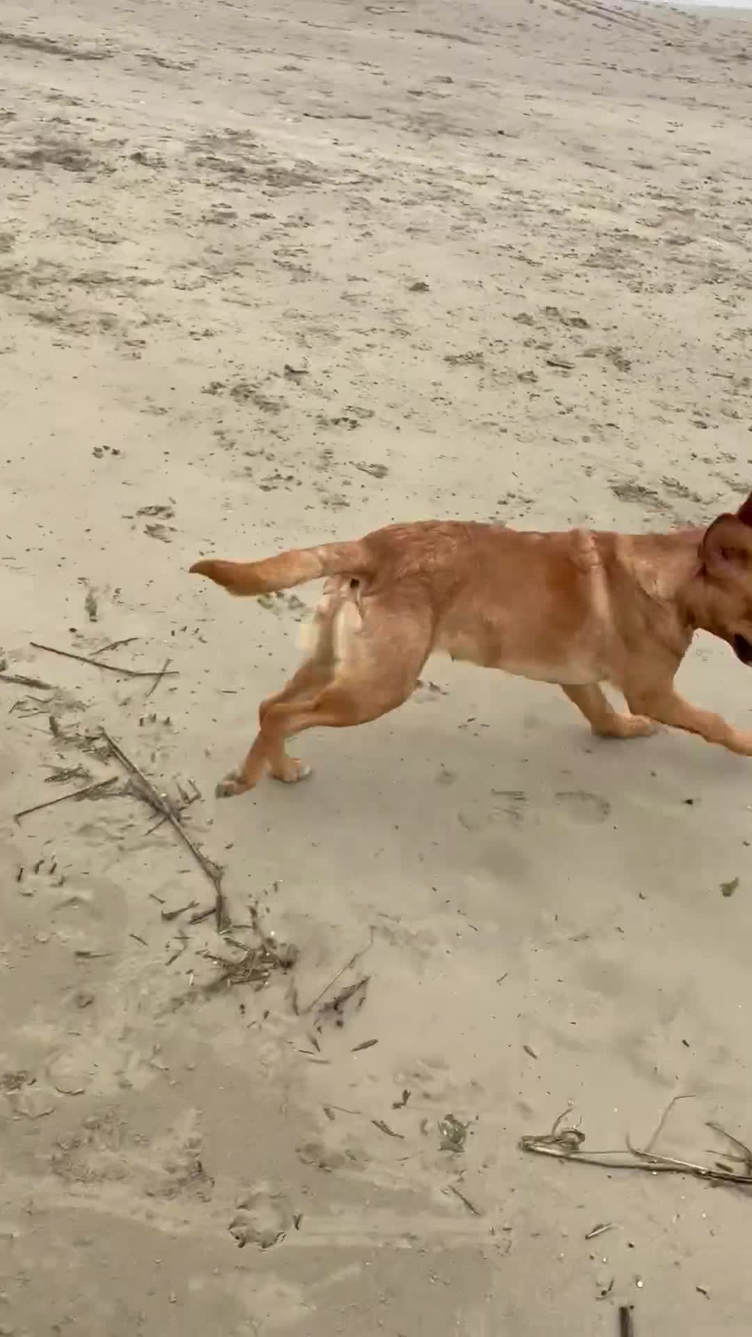 Labrador Retriever dogs for sale: Fox Red Labrador for Sale - Video 1