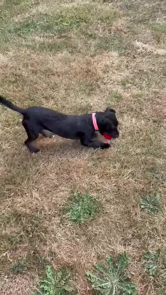 Mixed Breed dogs for adoption: Teddy. Female 6kg - Video 1