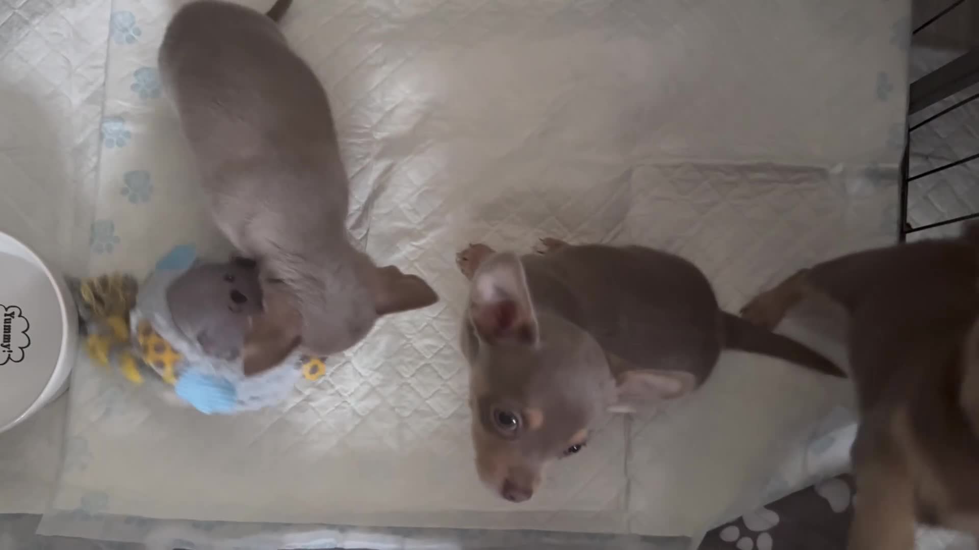 Chihuahua dogs for sale: Rare Lilac & Tan Smooth Coat Chihuahua Puppies - Video 2