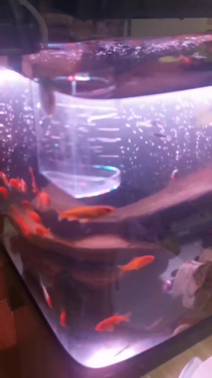 Bettas fish for sale: 425 gr Artemia Cysts Brine Shrimp Egg  - Video 1