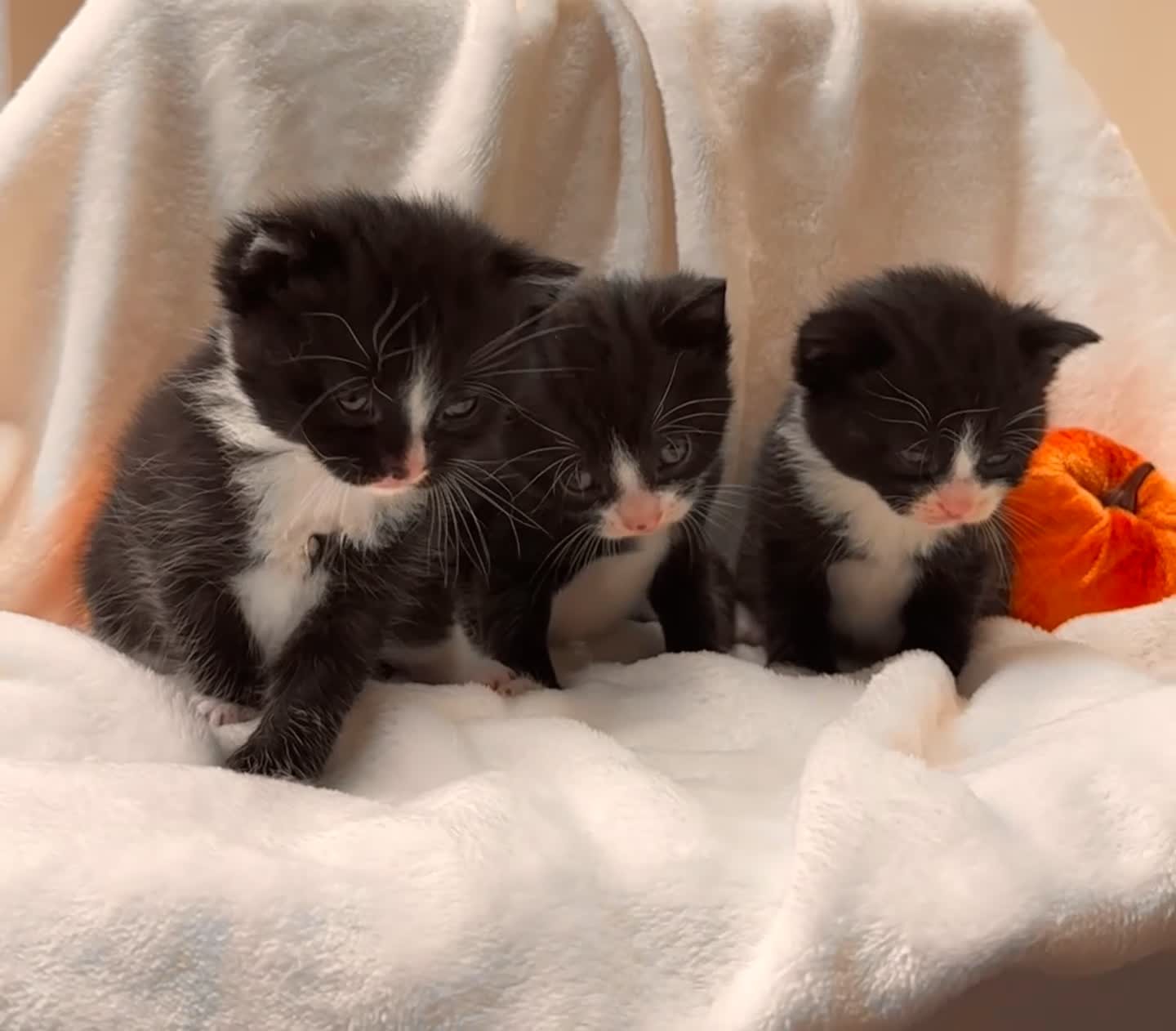 Mixed Breed cats for sale: Half Scottish adorable cuties 🩷🩵 - Video 1