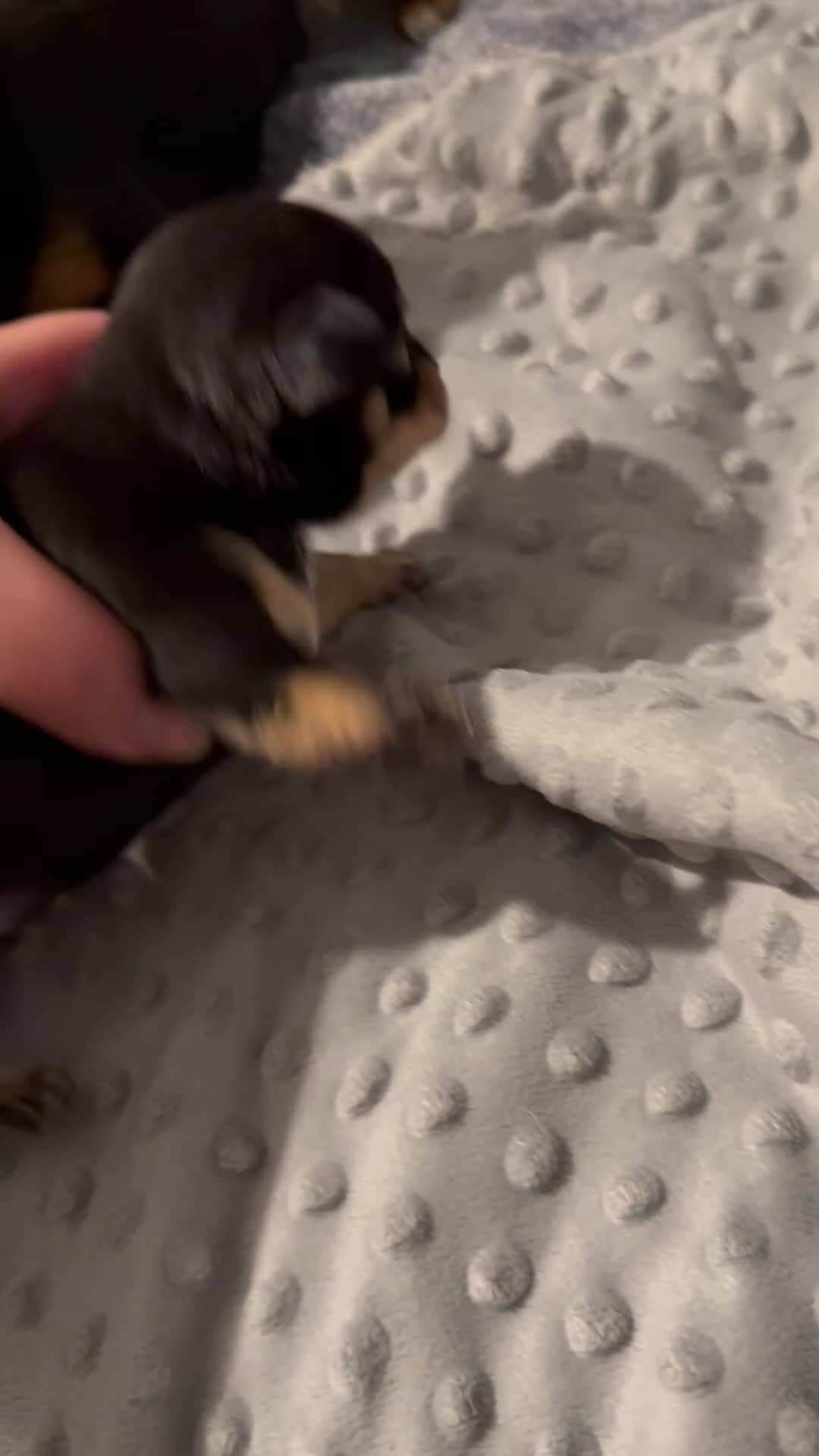 Chihuahua dogs for sale: Super Tiny Flat  **  Chihuahua Puppies  in Manchester - Video 1