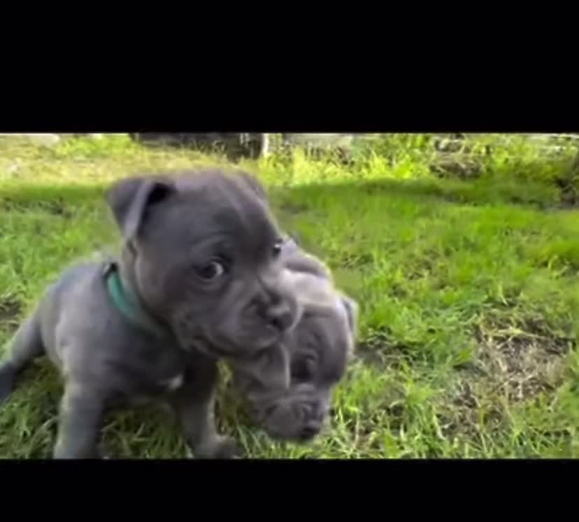 Staffordshire Bull Terrier dogs for sale: %Bloodline Staffordshire Bull Terrier Pups in Rugby - Video 3