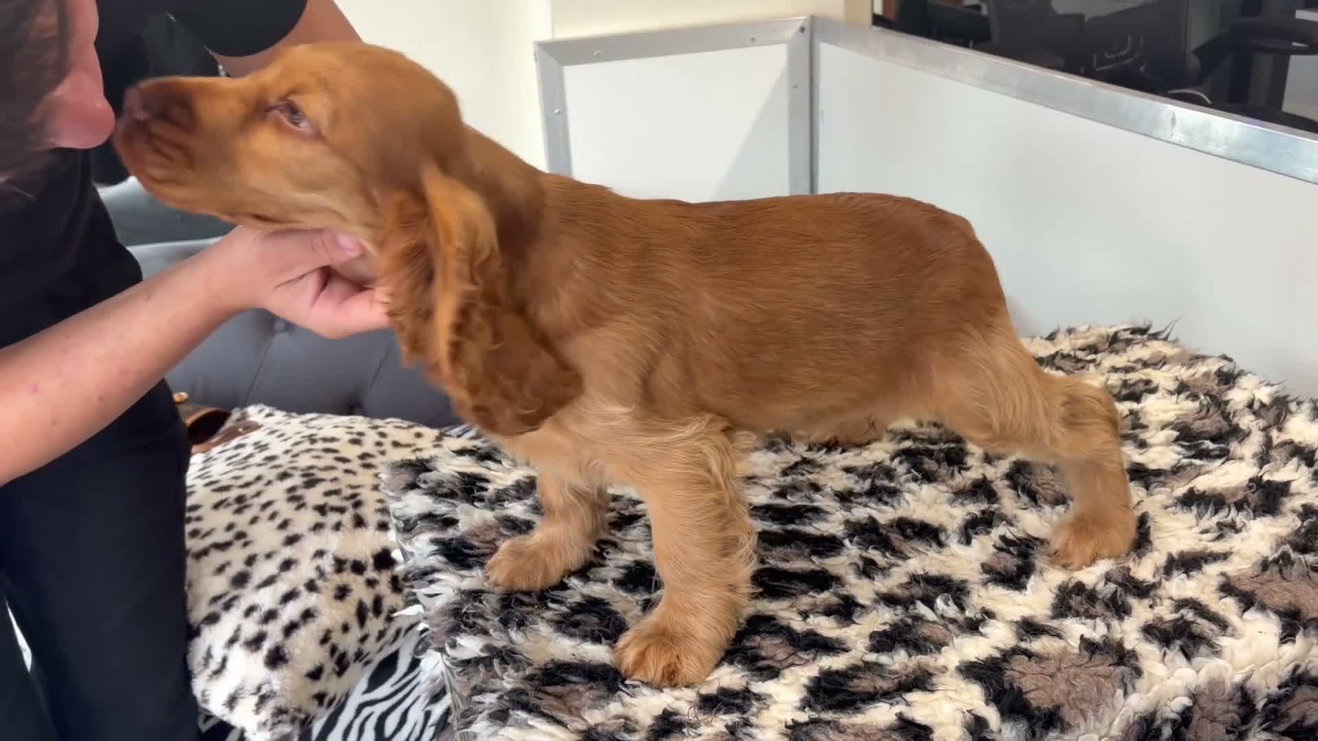 Cocker Spaniel dogs for sale:  STUNNING KC-REGISTERED GOLDEN SHOW COCKER BOY  - Video 1