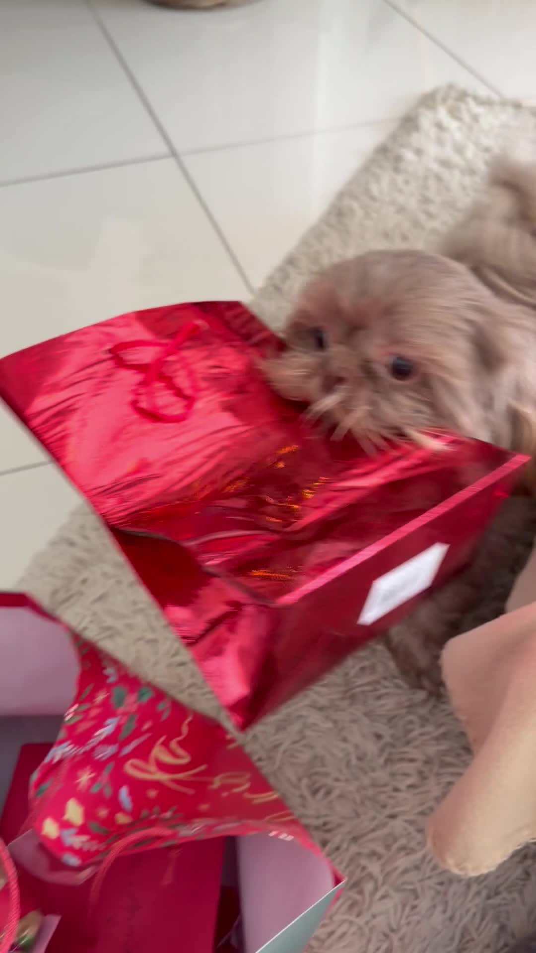 Shih Tzu dogs for stud: Chocolate Shih Tzu for Stud - Video 1