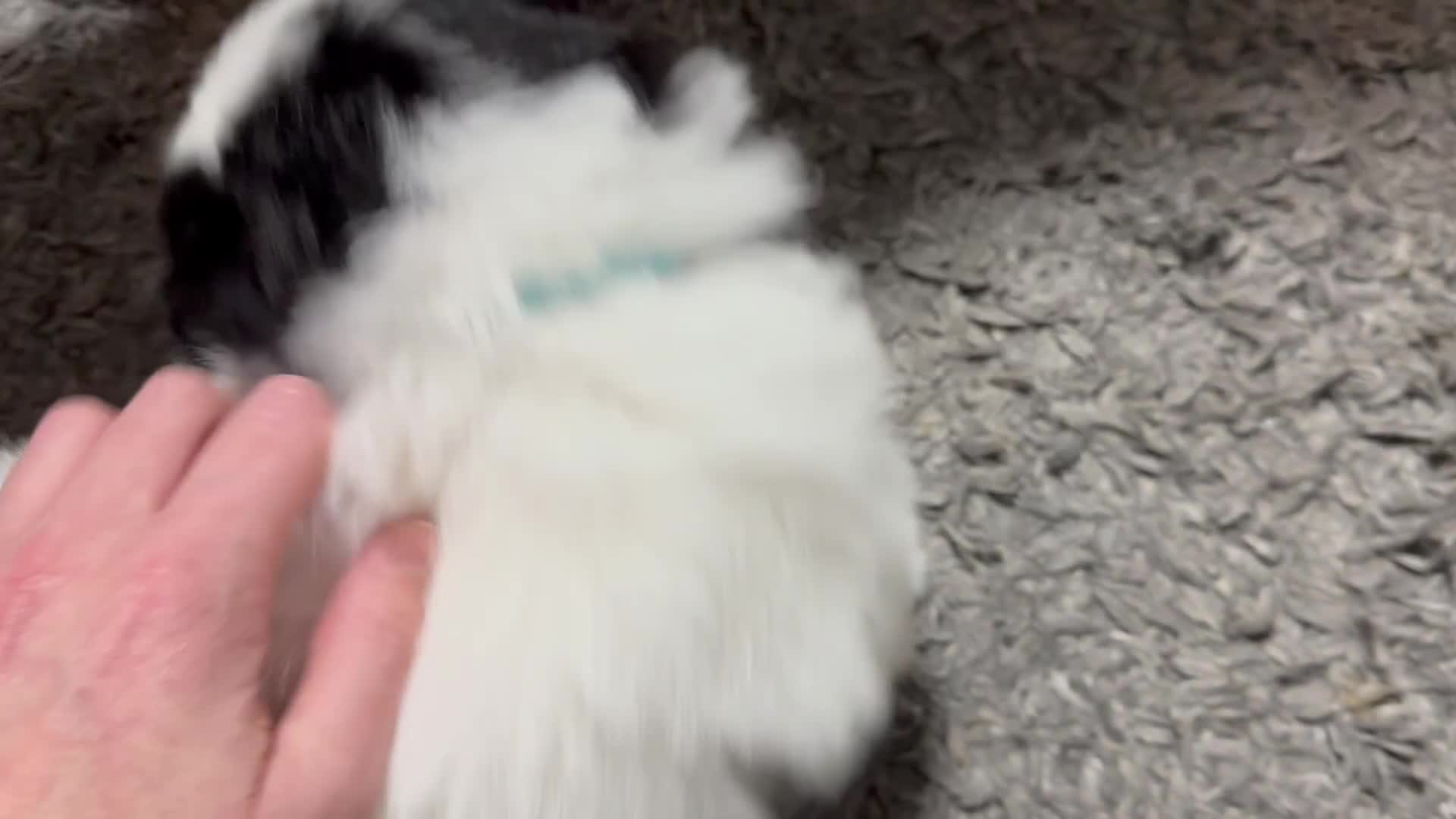 Mixed Breed dogs for sale: 6 beautiful Shih Tzu/Pomerianian puppies !  - Video 2