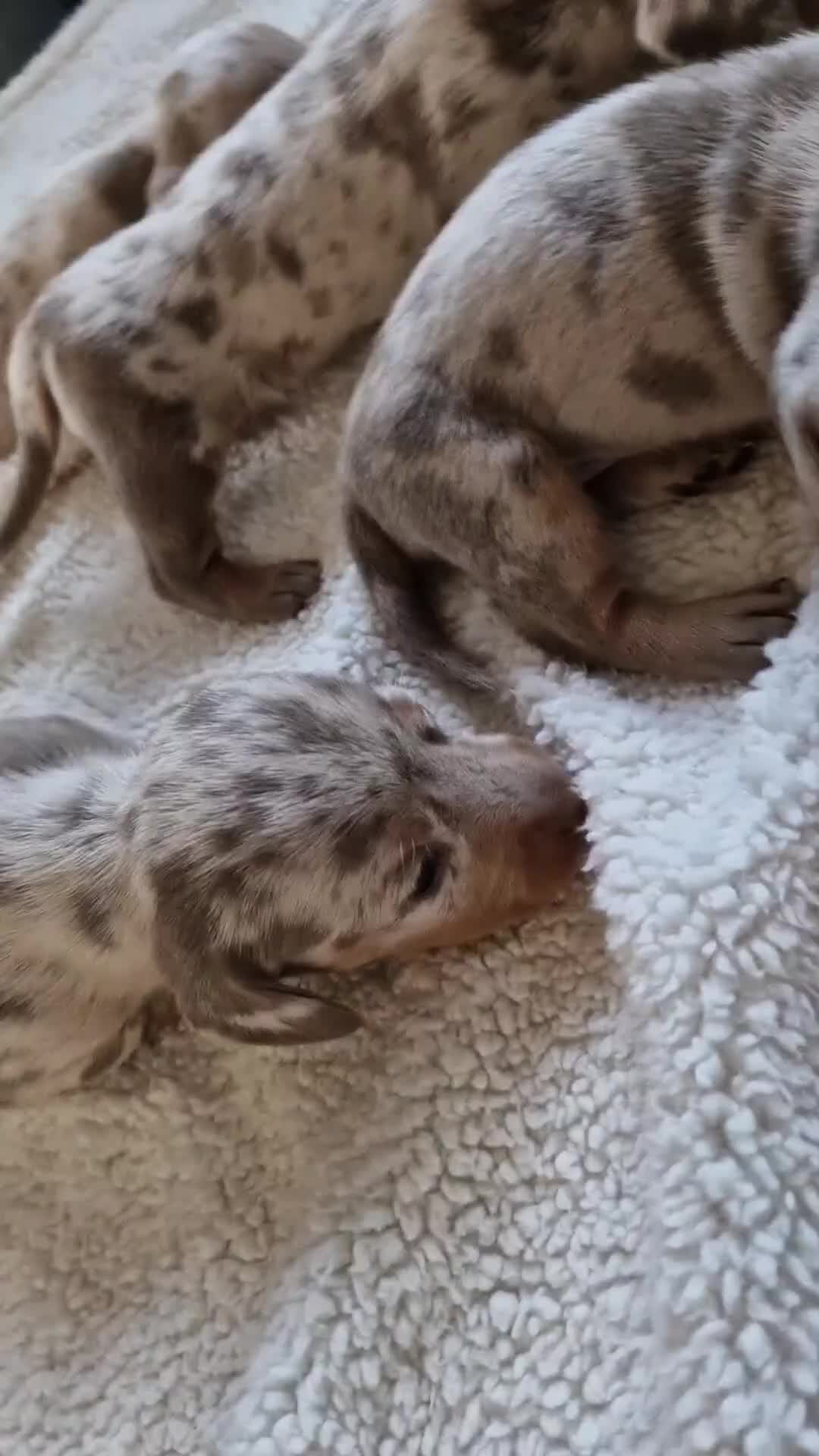 Miniature Dachshund dogs for sale: 5 Miniature Dachshunds  - Video 1