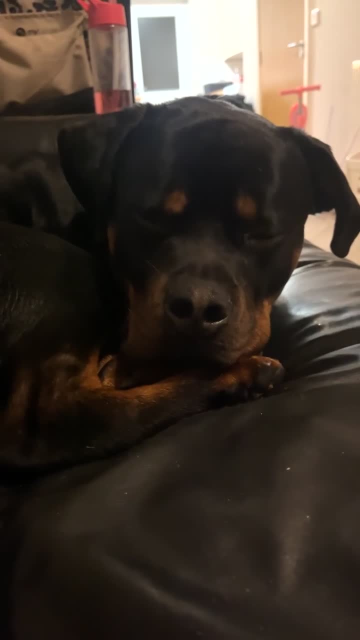 Mixed Breed dogs for sale: 1 YO male Rottweiler  - Video 2