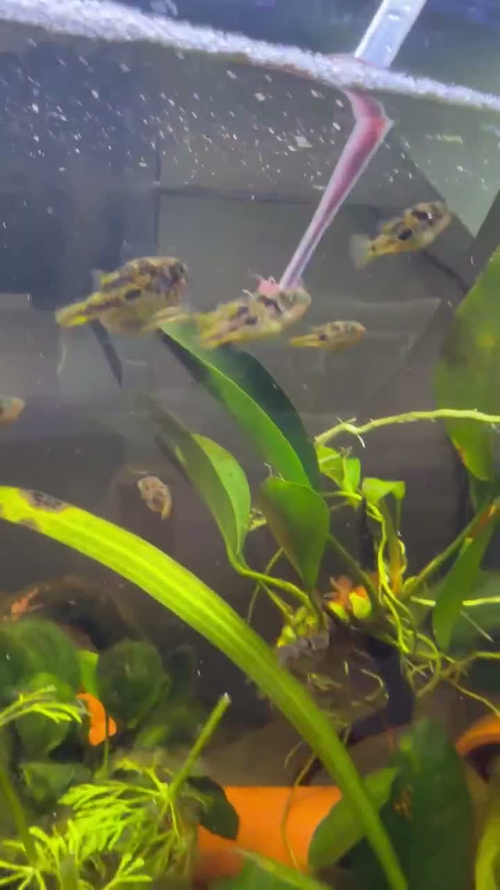 Pufferfish fish for sale: 9 x Pea Puffers and tank for Rehoming - Video 2