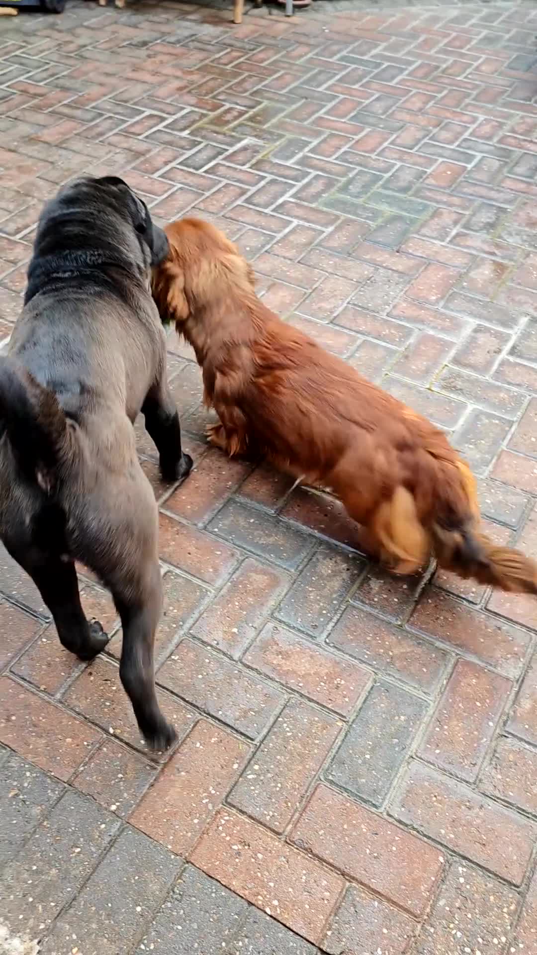 Shar Pei dogs for sale: James is looking for his forever home - Video 1