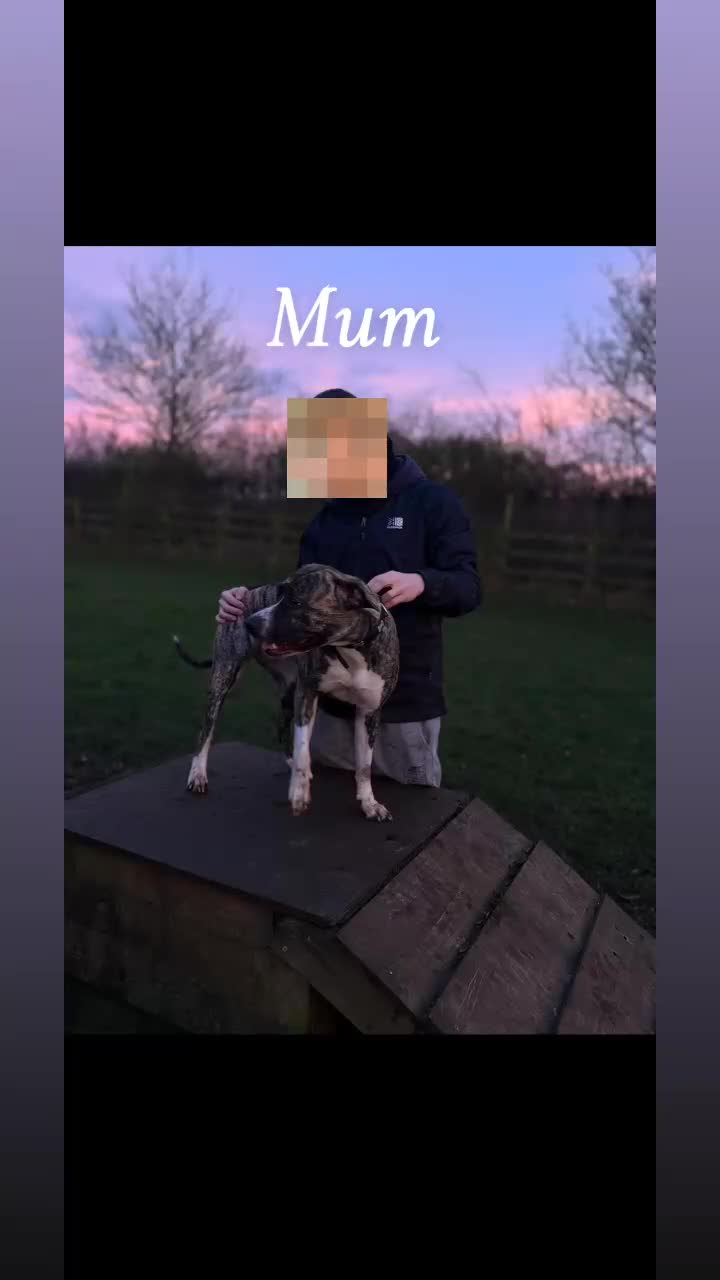 Mixed Breed dogs for sale: Brindle staff X Rottweiler puppy’s  - Video 1