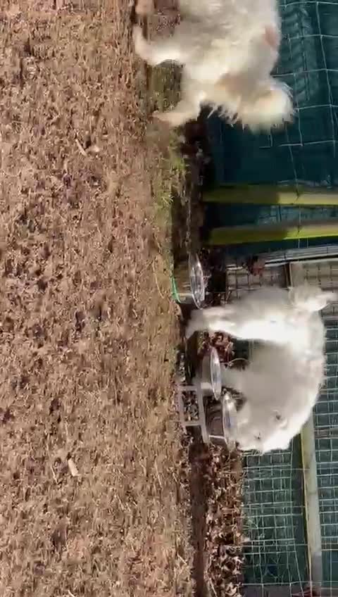 Mixed Breed dogs for adoption: 🤍 Luca 🤍 - a Lovely young Boy for a Loving Home - Video 2