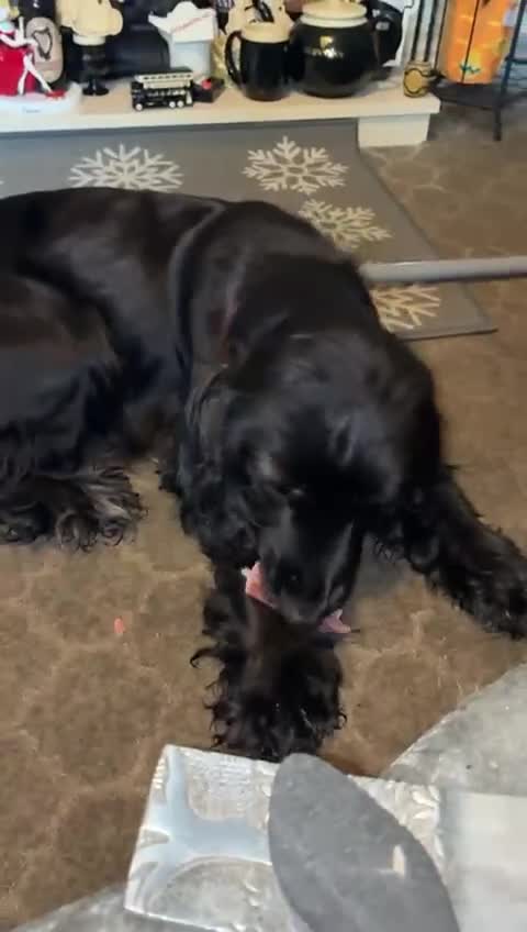 Cocker Spaniel dogs for sale: Beautiful cocker spaniel  in Stockport - Video 1