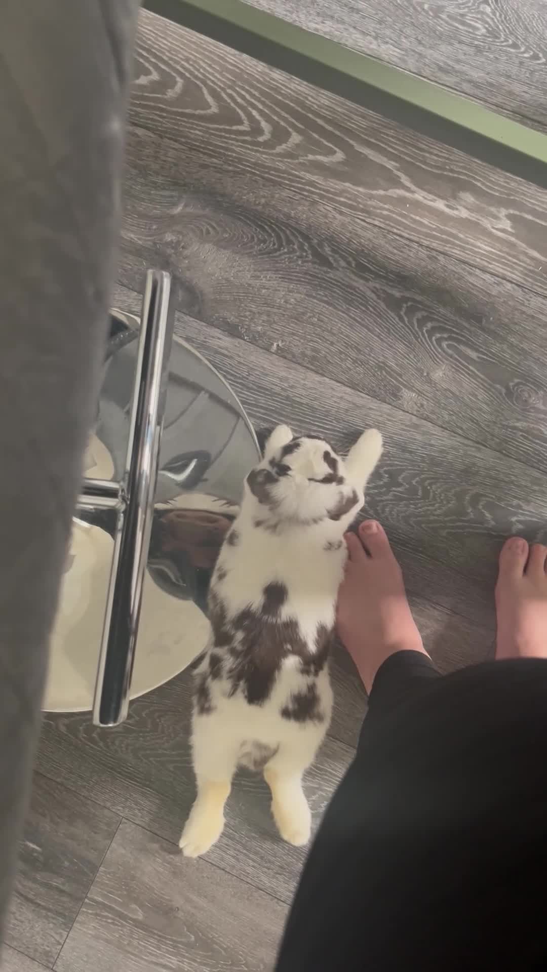 Mini Lop rabbits for sale: Beautiful 6 month old male mini lop black & white in Peterborough - Video 3