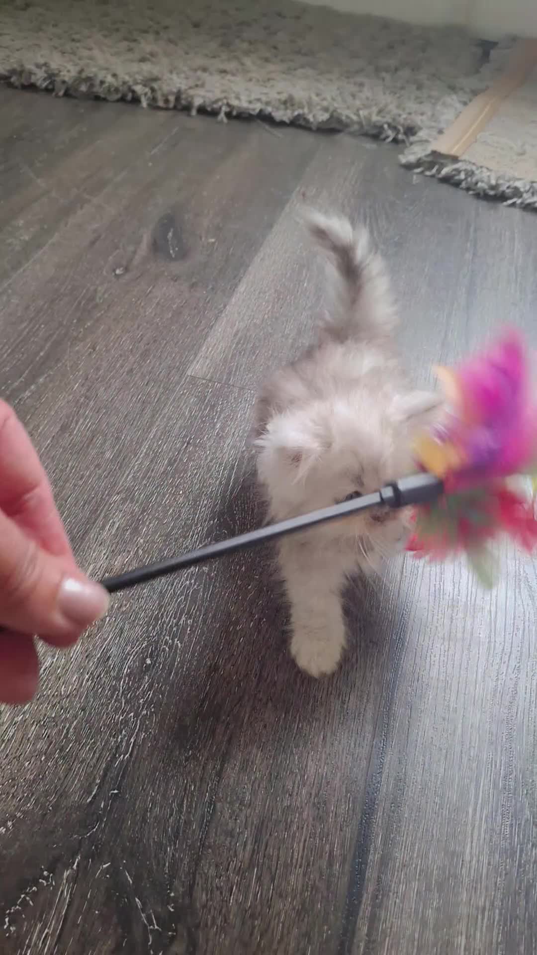Persian cats for sale: 1 male left Persian chinchilla  - Video 5