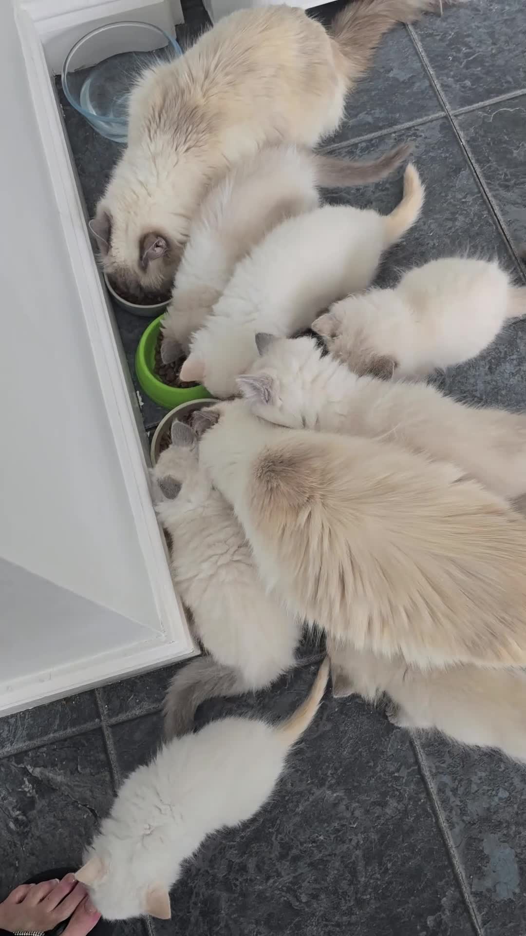 Ragdoll cats for sale: Gorgeous Ragdoll Kittens... READY TO LEAVE NOW! in Stockport - Video 1