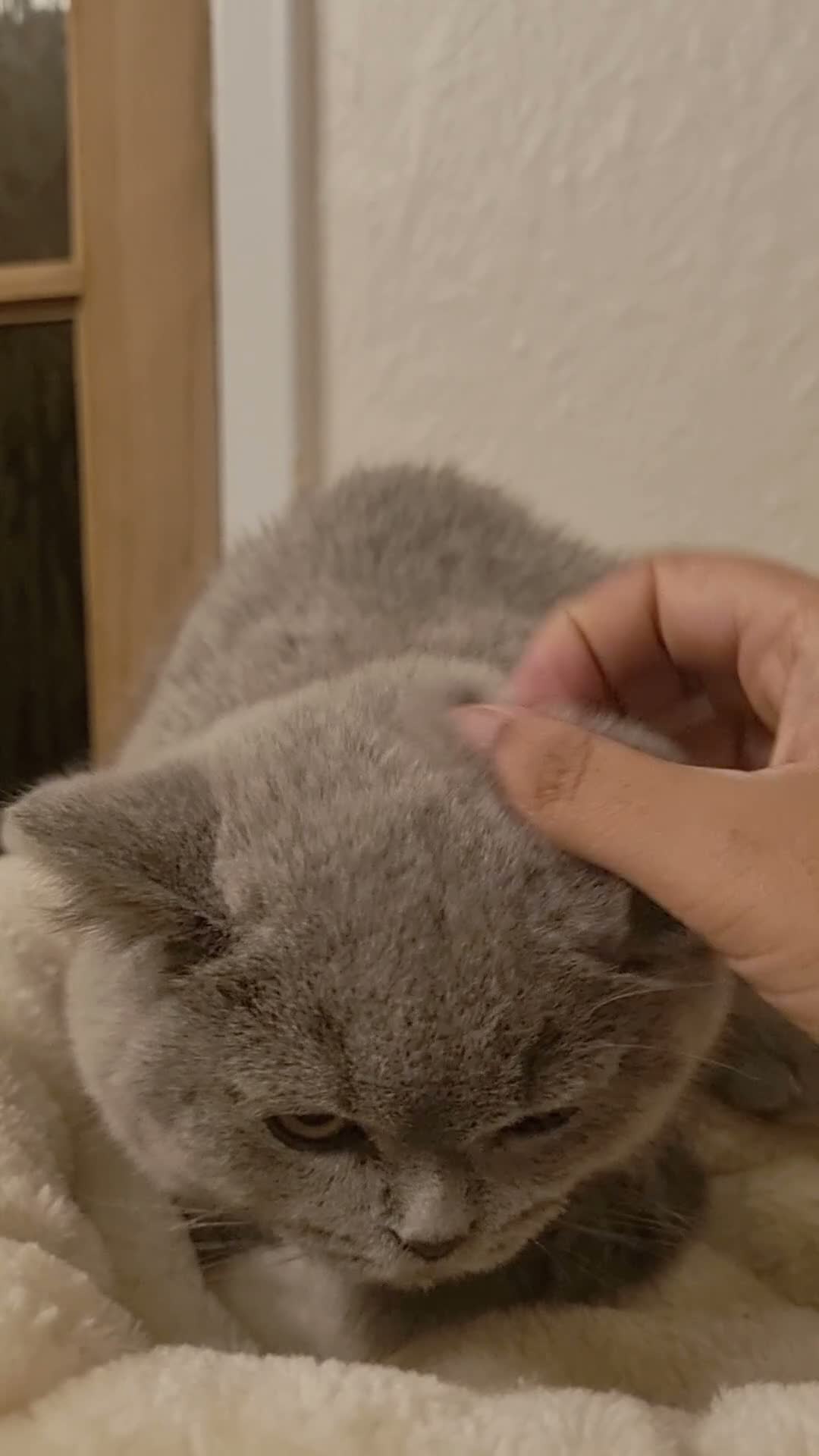 British Shorthair cats for sale: Beautiful Blue Male Kitten Neutered - Video 1