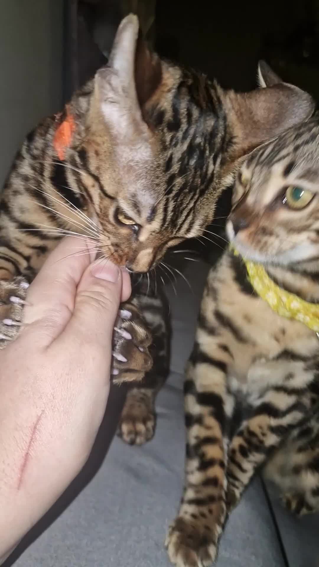 Bengal cats for sale:  🌟 Stunning Bengal Kittens  🌟 🥰🥰 - Video 3