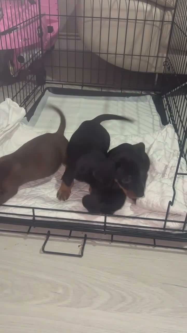 Dachshund dogs for sale: Beautiful dachshund puppies  - Video 1