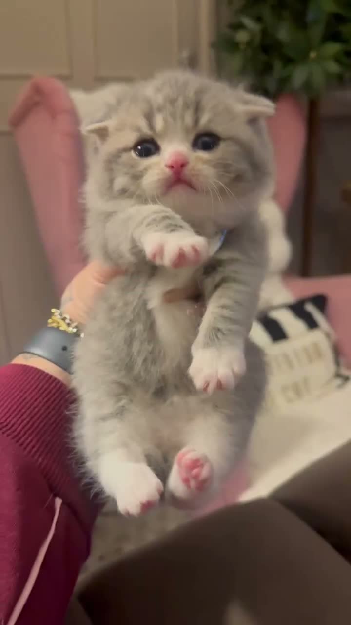 British Shorthair cats for sale: Outstanding Kittens Ready Before  ** 😻🐾🏆🥇 - Video 3