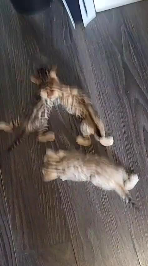 Bengal cats for sale: Pure bengal  - Video 1