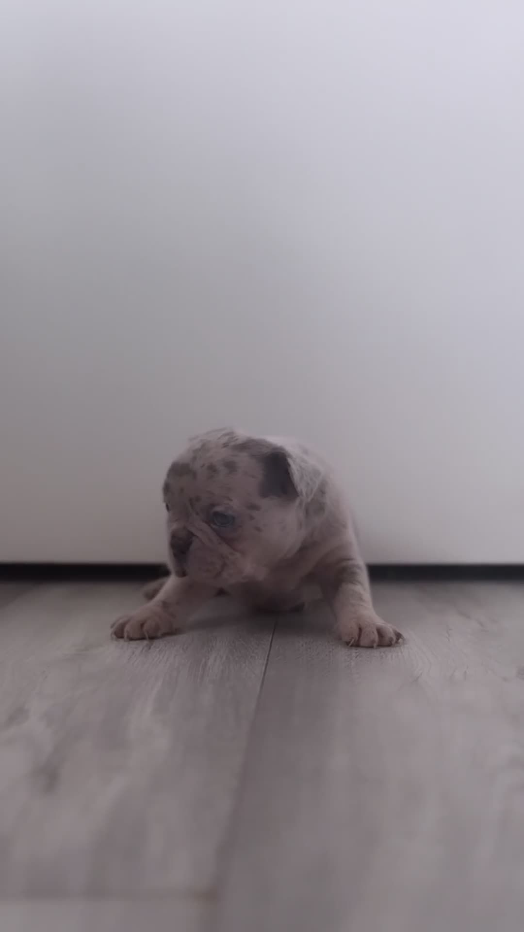 French Bulldog dogs for sale: Stunning French bulldog puppies  - Video 4