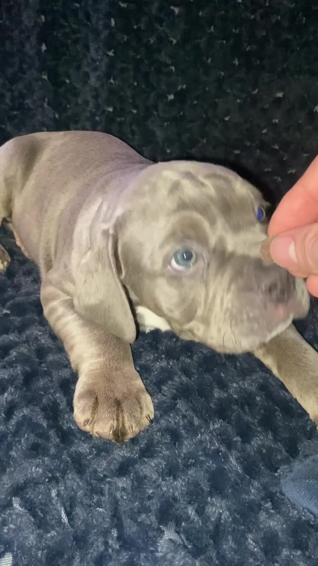 Olde English Bulldogge dogs for sale: Olde English bulldog puppies ready to leave  - Video 3