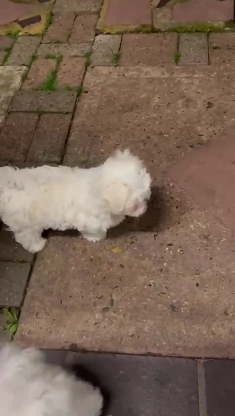 Maltese dogs for sale: Puppy  - Video 2