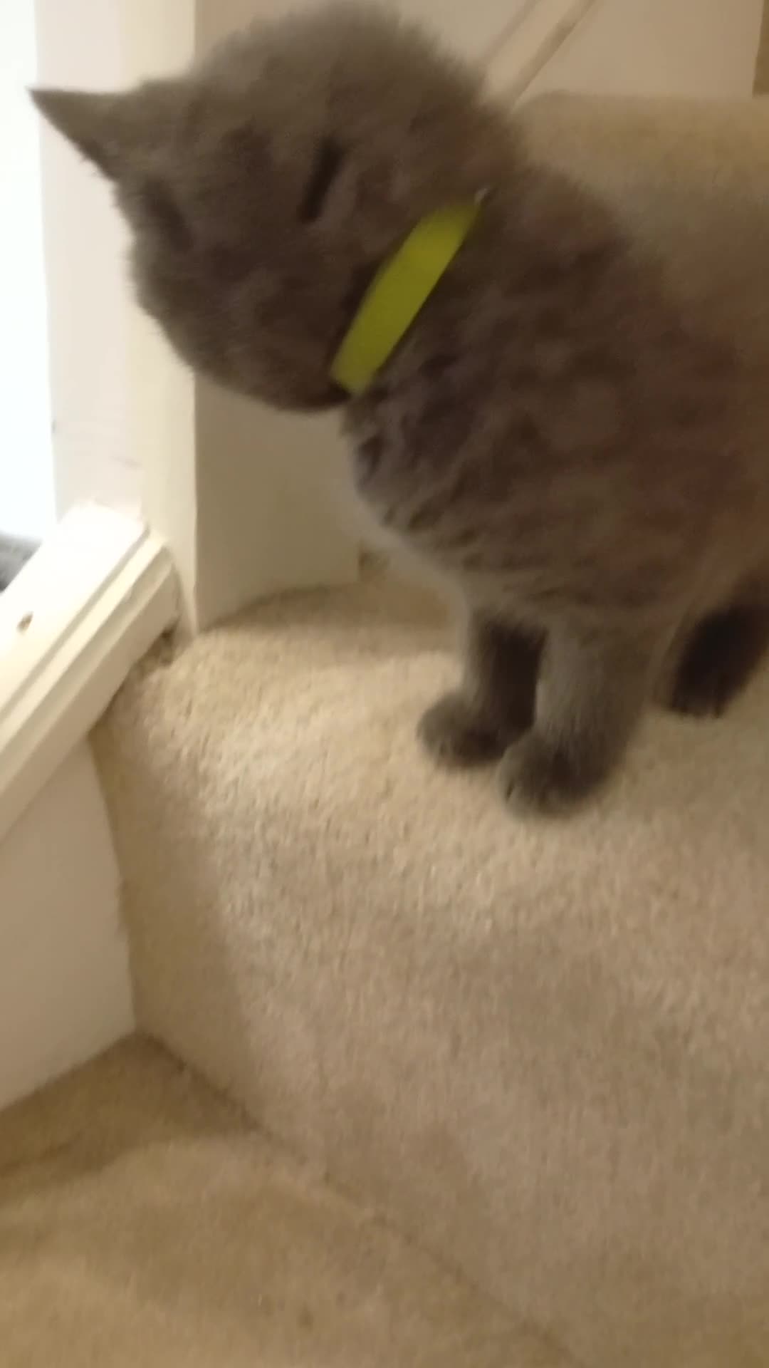 British Shorthair cats for sale: British shorthair - Video 1