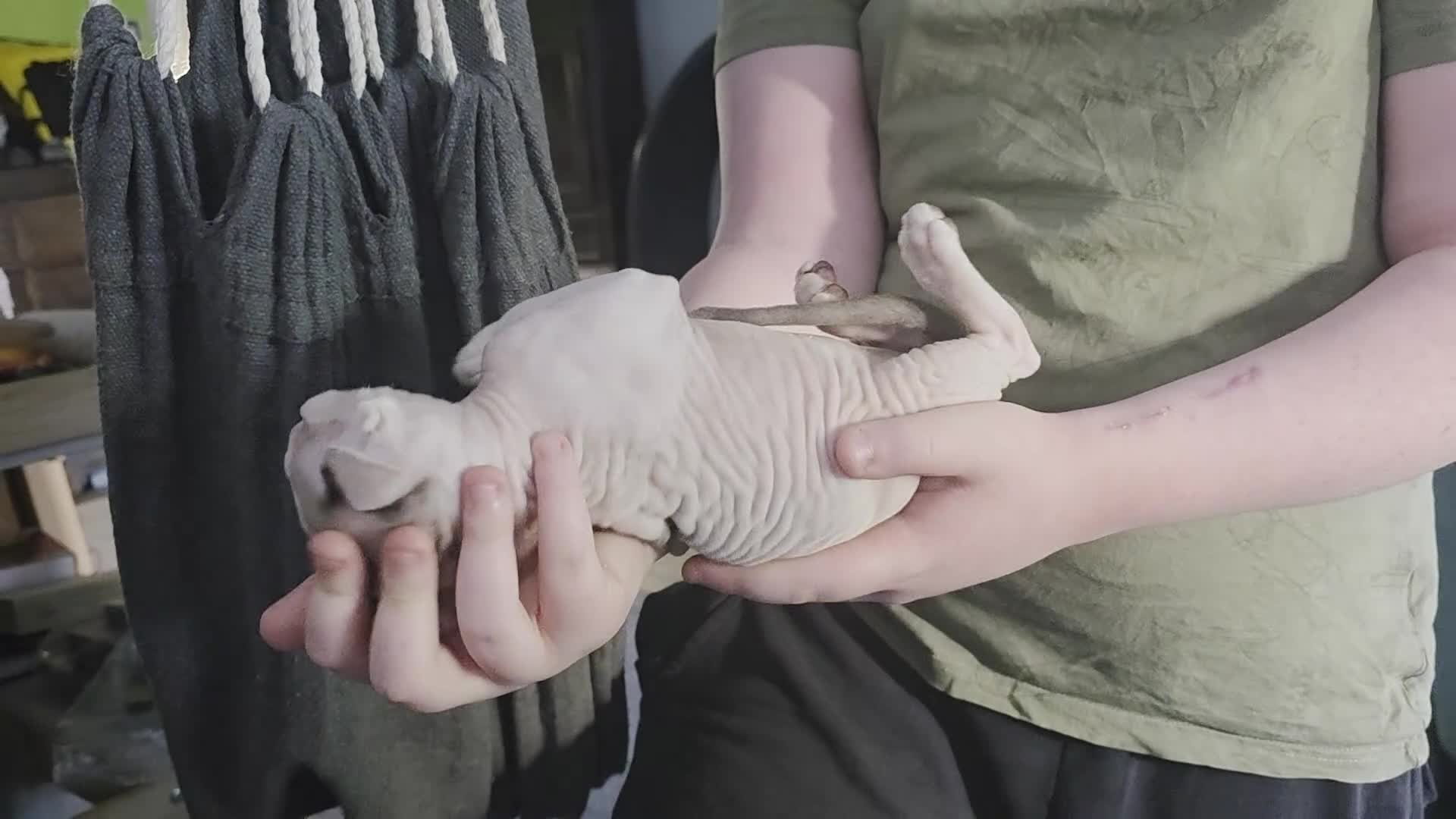 Sphynx cats for sale: Beautiful pedigree sphynx kitten HCM clear parents - Video 3