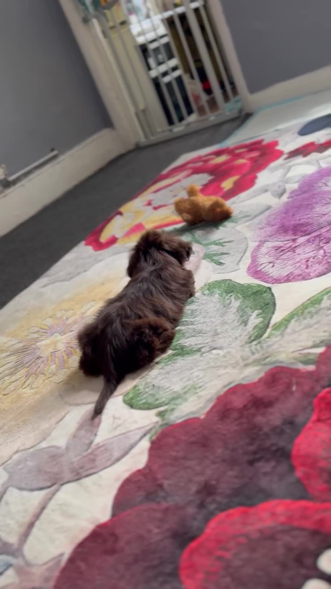 Shih Tzu dogs for sale: Beautiful Imperial Shih Tzu Puppy – Brown Female - Video 1