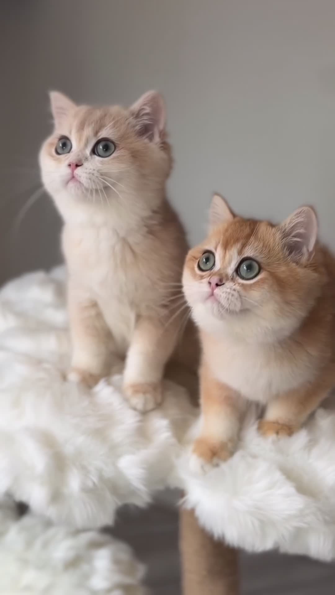 British Shorthair cats for sale: Luxury British Shorthair Lilac kitten - Video 3