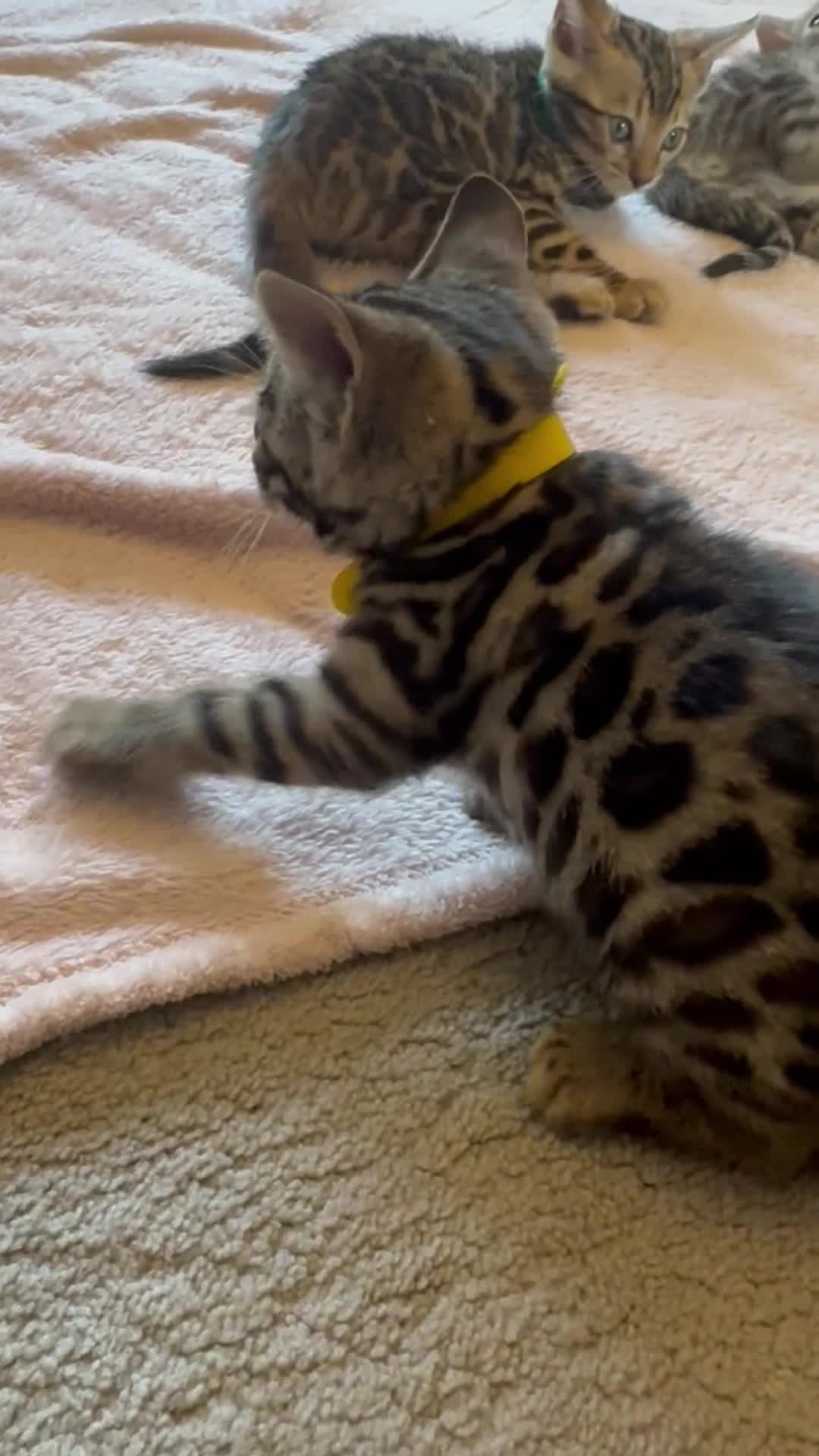 Bengal cats for sale: 🐆✨Outstanding TICA Registered Bengal cubs  ✨🐆 - Video 1