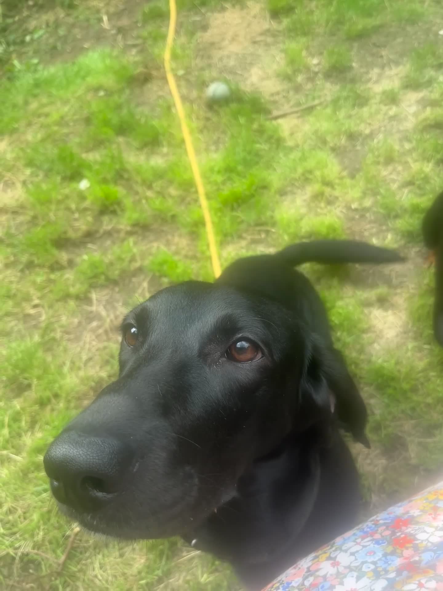 Mixed Breed dogs for sale: Otis - 1 year old Bassador male  - Video 1