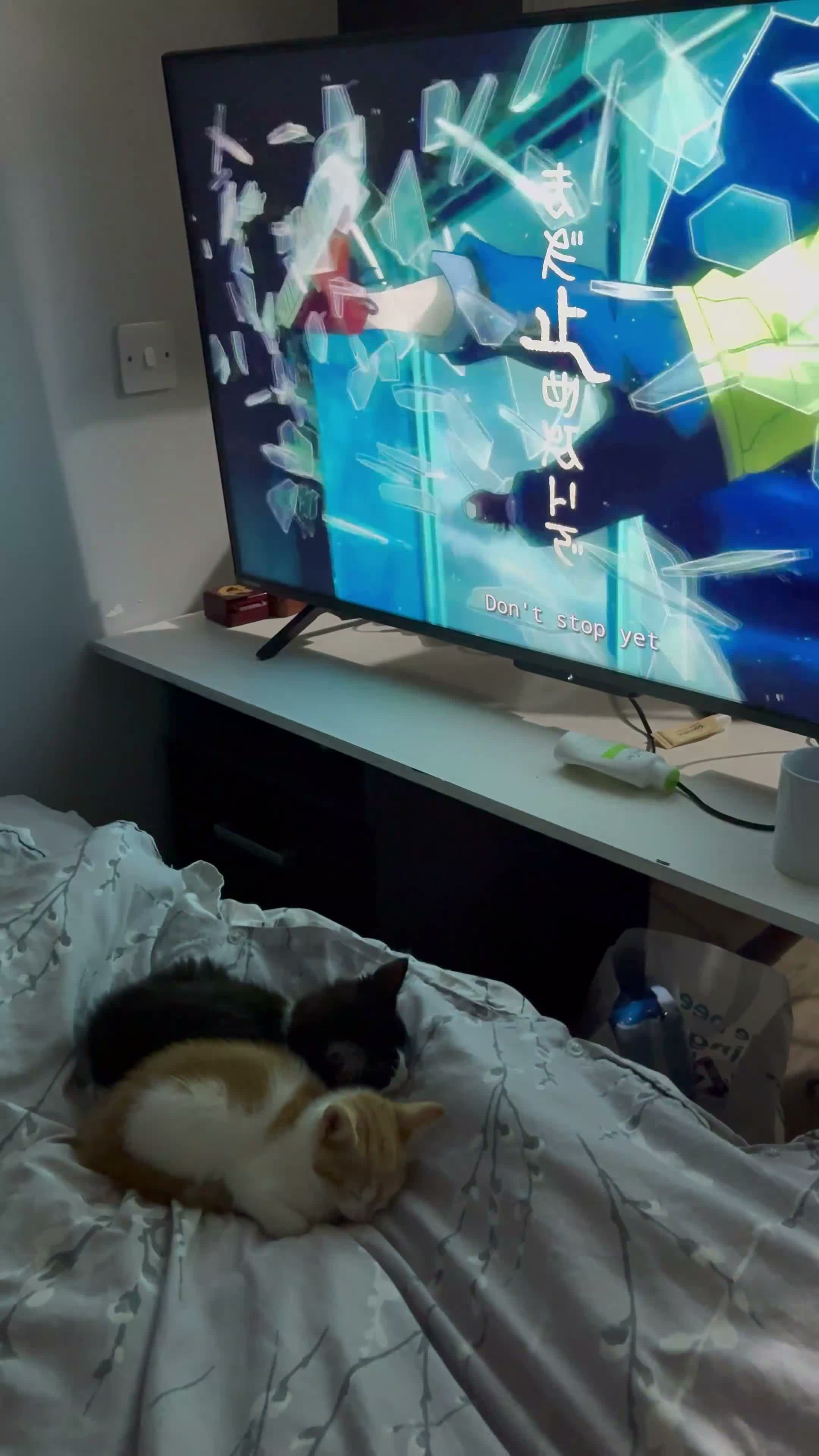 Domestic Shorthair cats for sale: Two cats -  litter box included  in Liverpool - Video 1