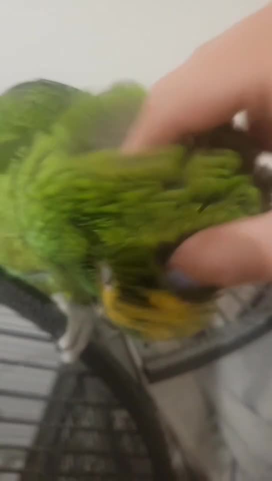 Parrots birds for sale: Blue fronted amazon  - Video 3