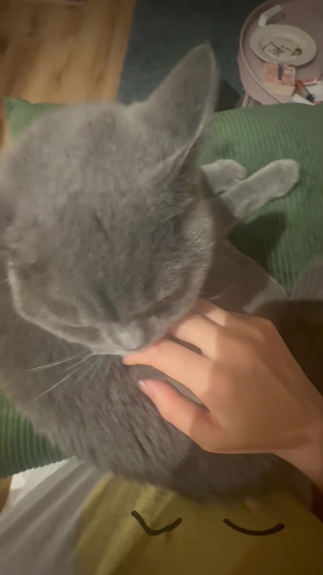 British Shorthair cats for sale: Affectionate British shorthair  - Video 1
