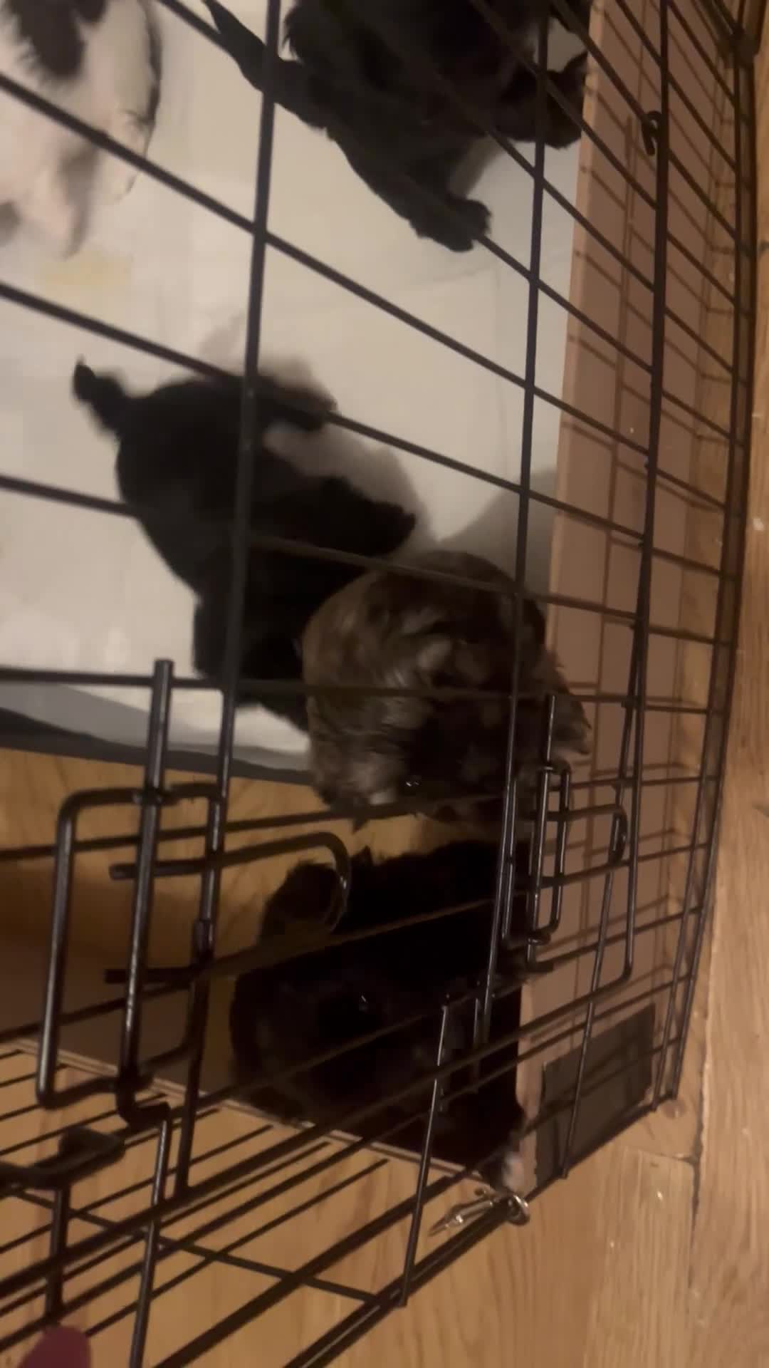 Shorkie dogs for sale: Shorkie puppy’s ready to leave  - Video 1