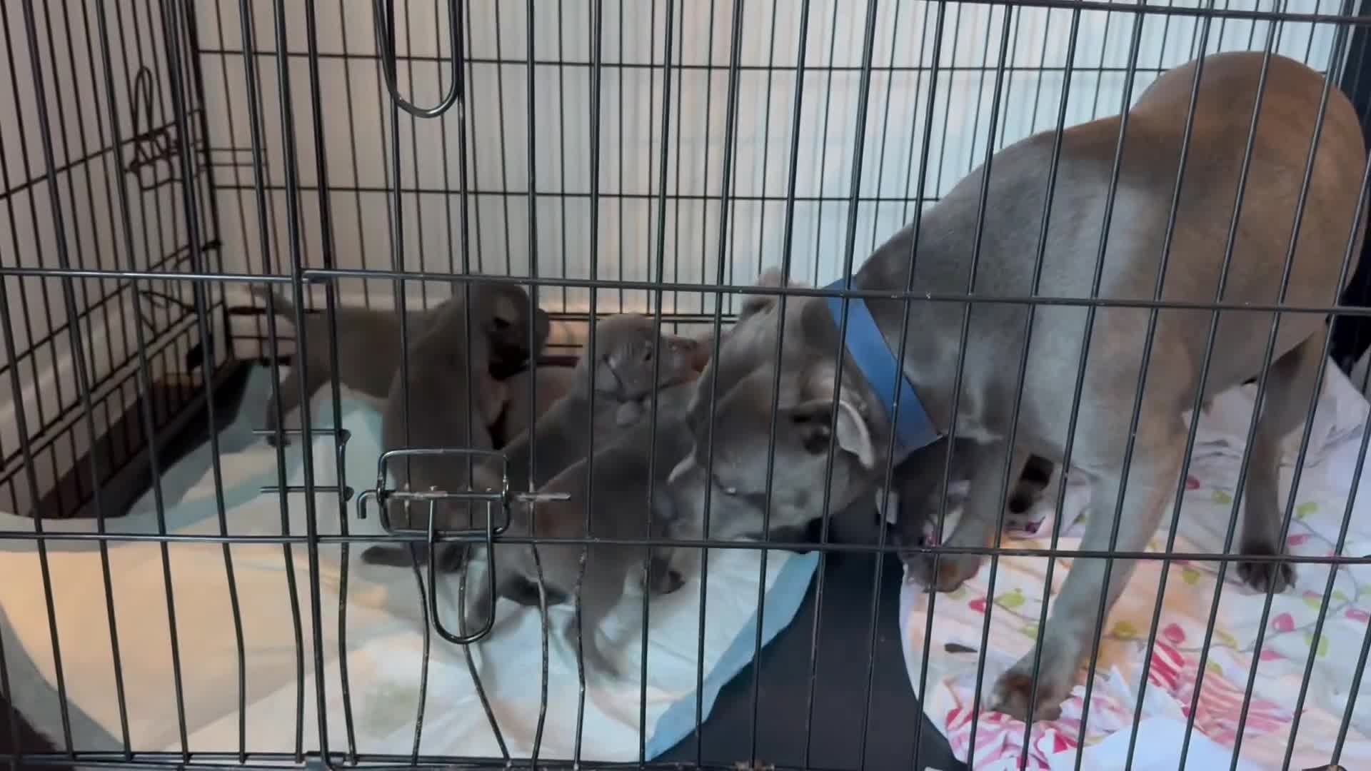 Staffordshire Bull Terrier dogs for sale: Staffy puppys - Video 1