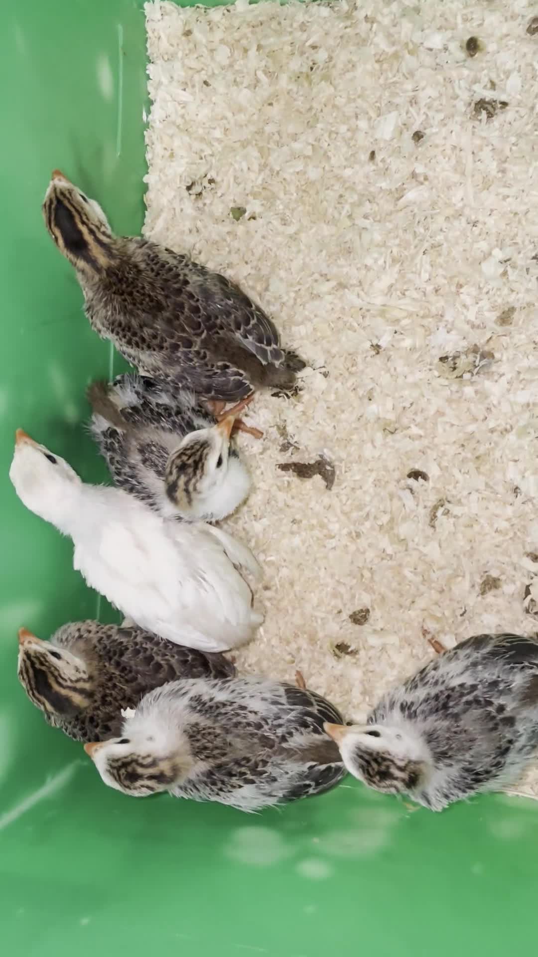 Guinea Fowl poultry for sale: Guinea fowl keets - Video 1
