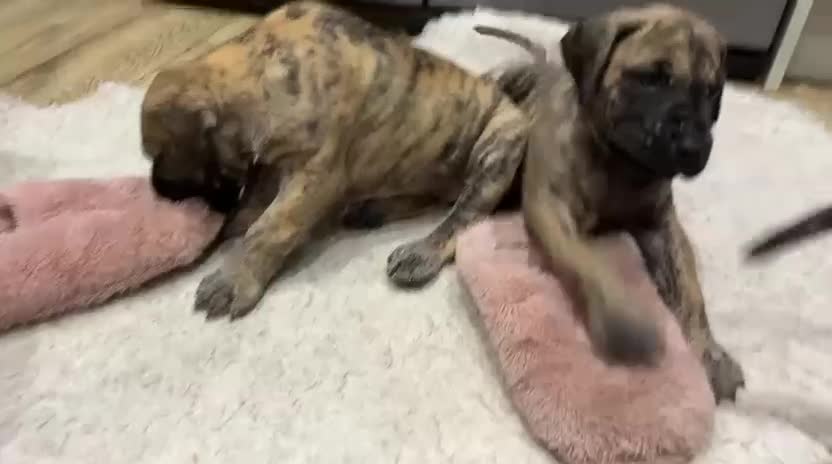 Great Dane dogs for sale: Stunning Brindle Great Dane Puppies -ONLY ONE LEFT - Video 1