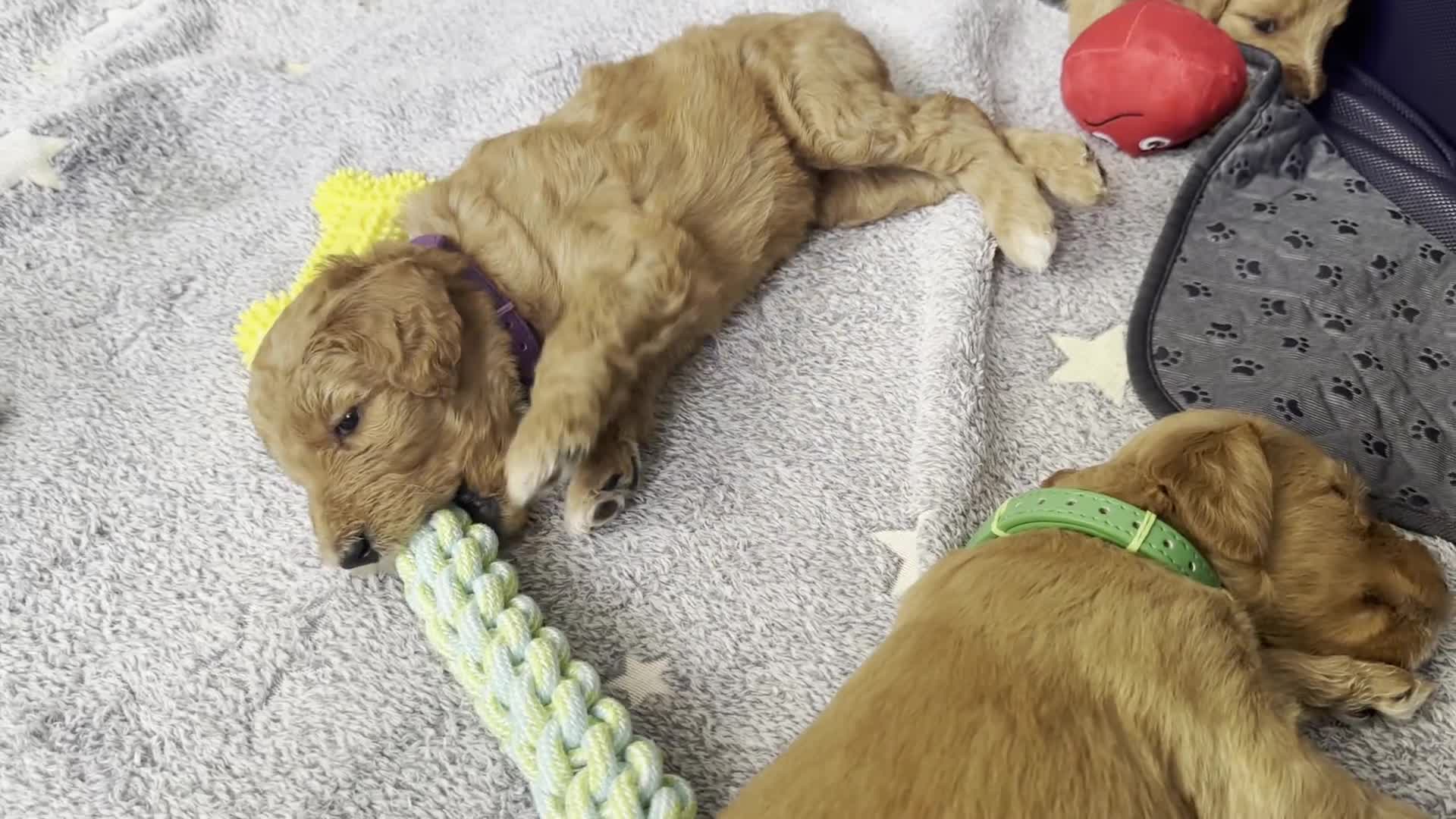 Goldendoodle dogs for sale: F1B Goldendoodle Puppies from a Therapy Dog - Video 2
