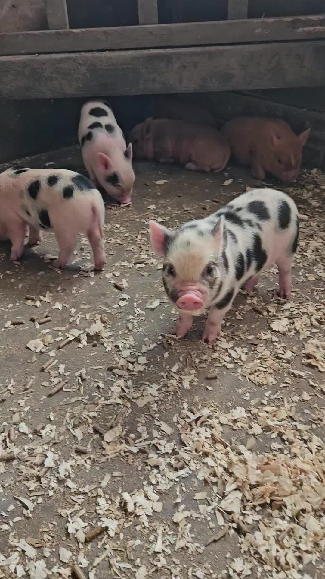 Pig livestock for sale: Adorable Mini Pigs: Spotted & Ginger, M&F in Birmingham - Video 2