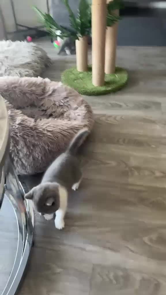British Shorthair cats for sale: 🧸Chunky British Shorthair Kittens🧸 - Video 1