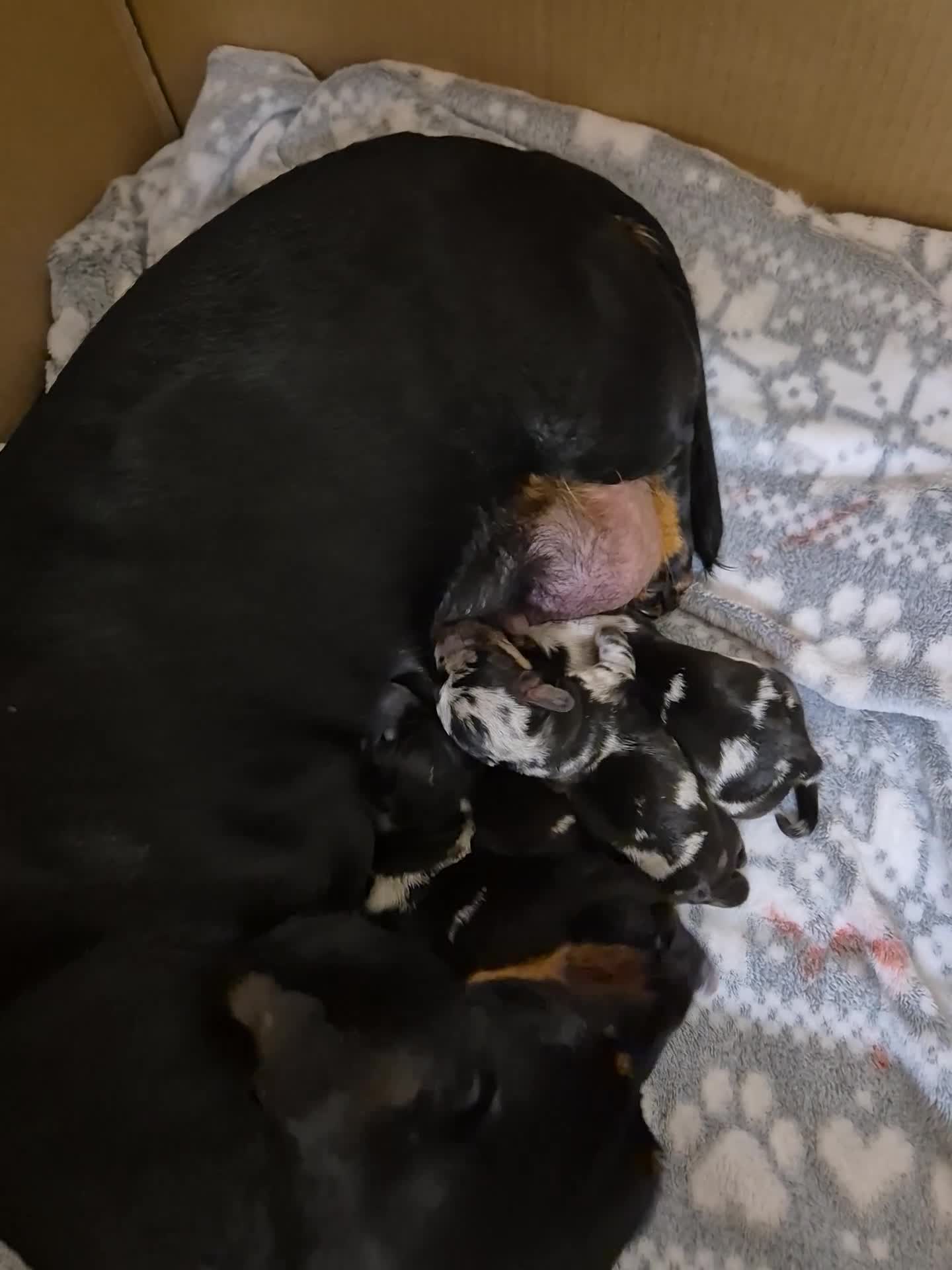 Miniature Dachshund dogs for sale: X3 lovely miniature dachshund pups - Video 2